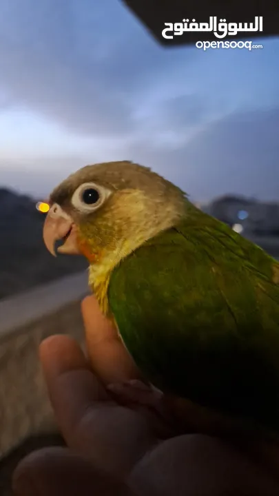 ببغاء غرين شيك 3 حبات أليف للبيع