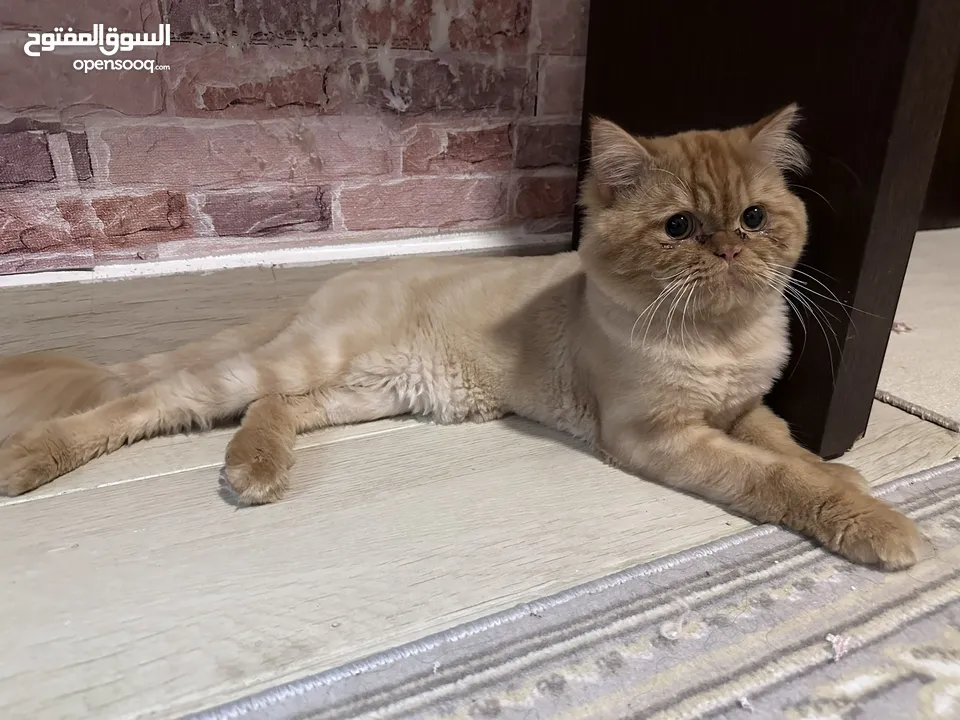 استضافة قطط في بيئة منزلية مريحة يومي اسبوعي شهري Hosting cats in a comfortable home environment