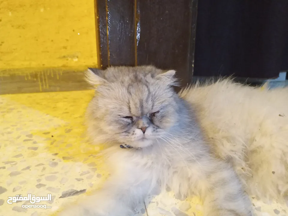 قطه هملايا انثى