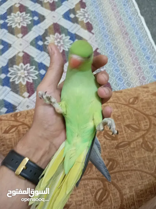 ببغاء دره زق يدوي عمر اربع شهور