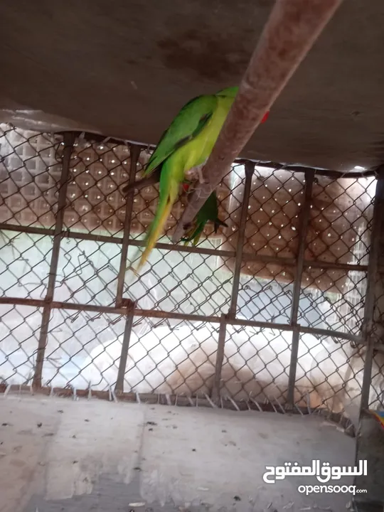 ببغاء ماشاءالله