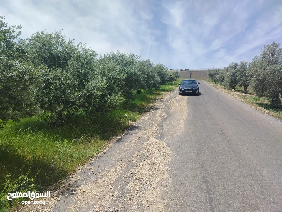 دنم و200 م بطنا مزرعة زيتون بسعر مغري جدا