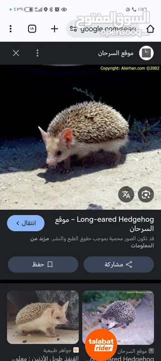 موجود قنفذ للبيع