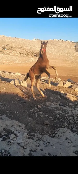 مهر العمر ثلاث شهور 20   يوم