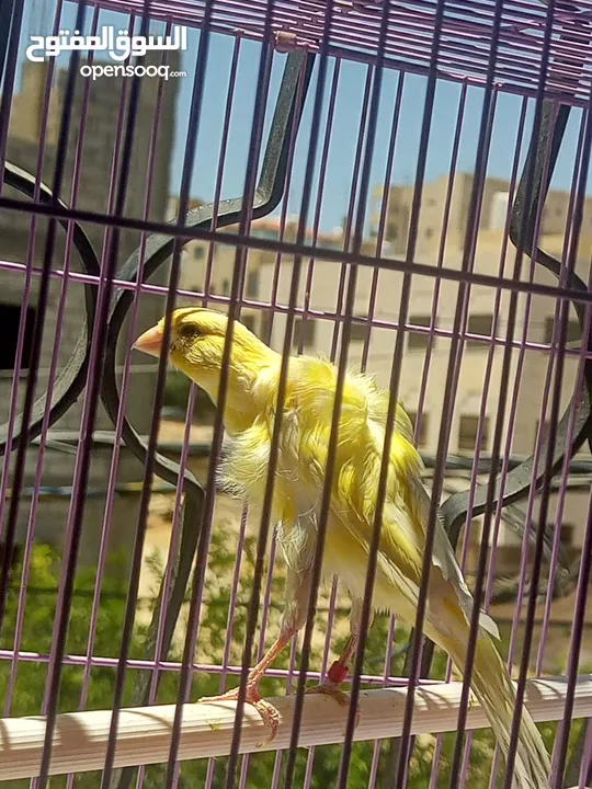 عصافير وطيور للبيع