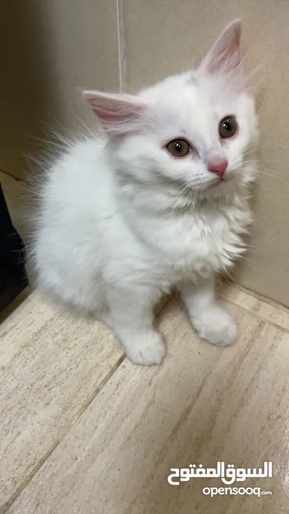 برتش مكس شيرازي