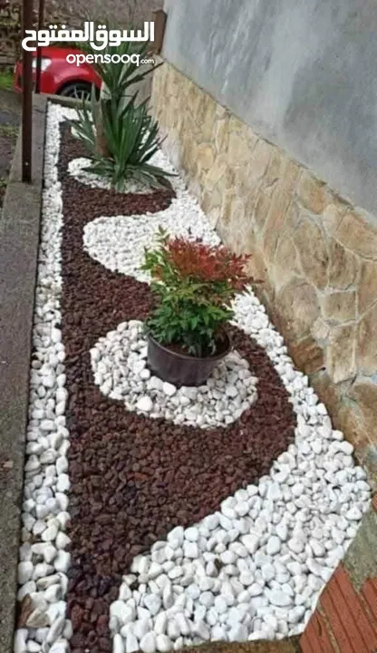 نجيل طبيعي نجيل ديكوندرا