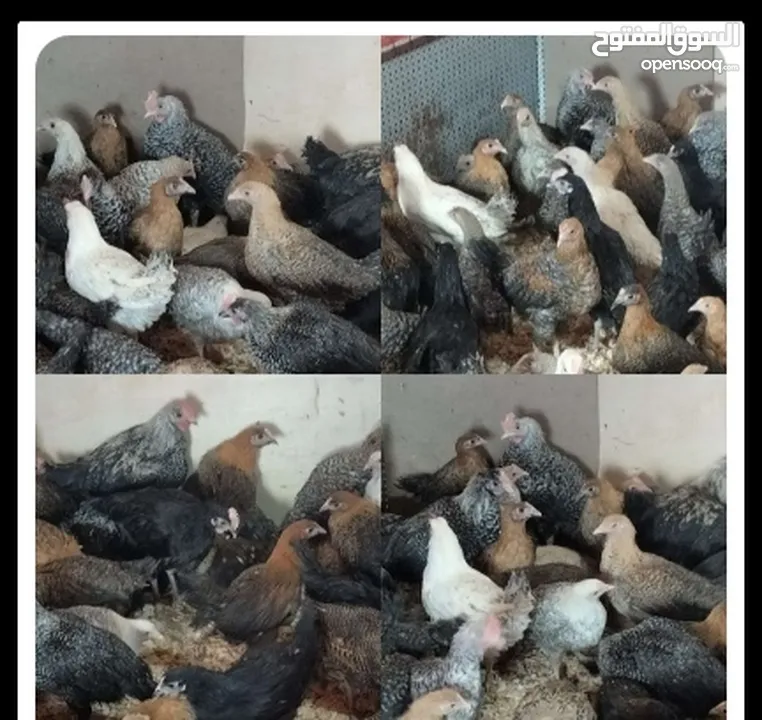 مطلوب فراخ عمر شهرين