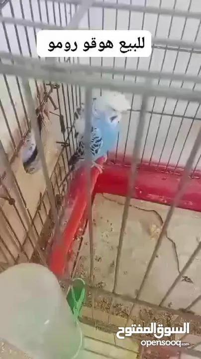جوزين حب للبيع