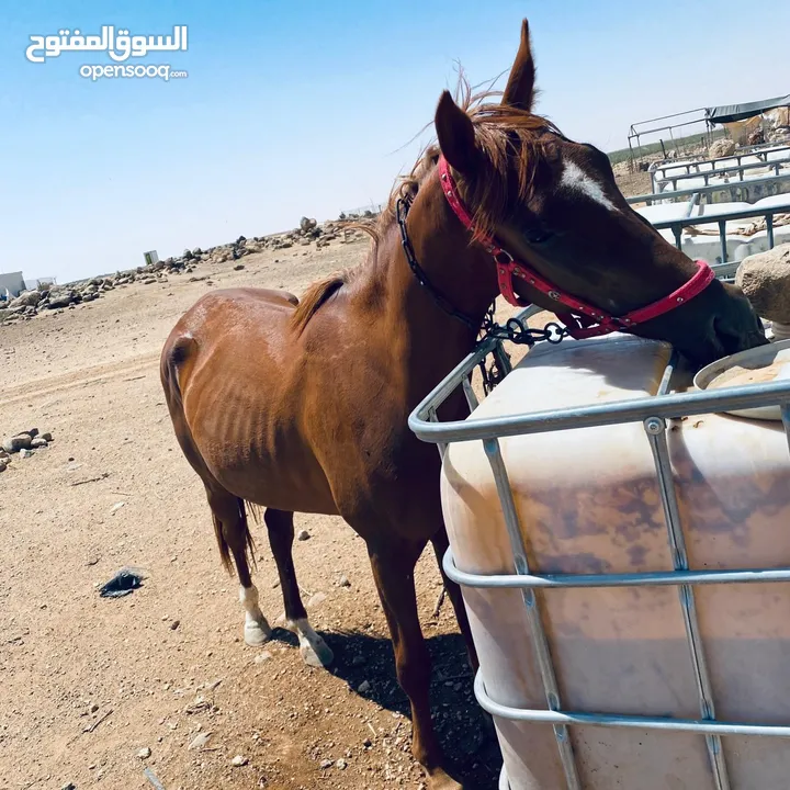 خيل لبيع العمر سنتين