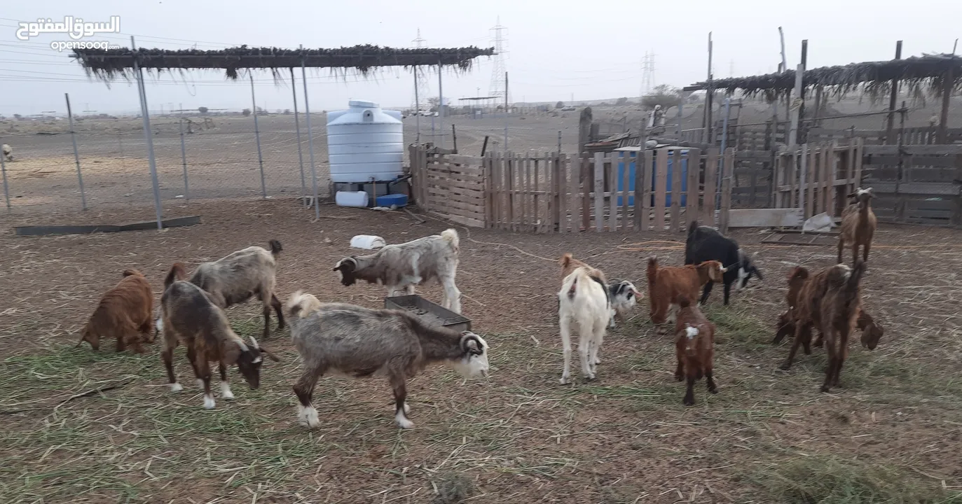 زرب معز من حلال بني سعيد