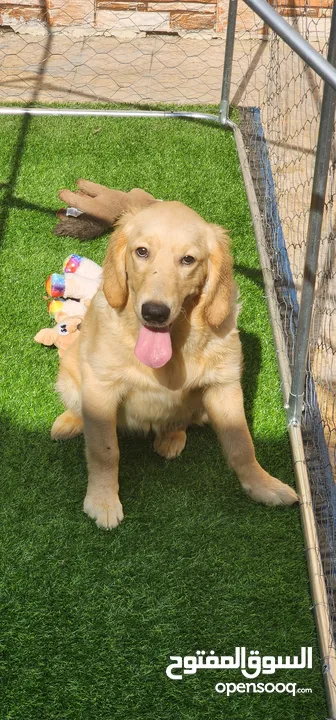 GOLDEN RETRIEVER 7 MONTHS OLD