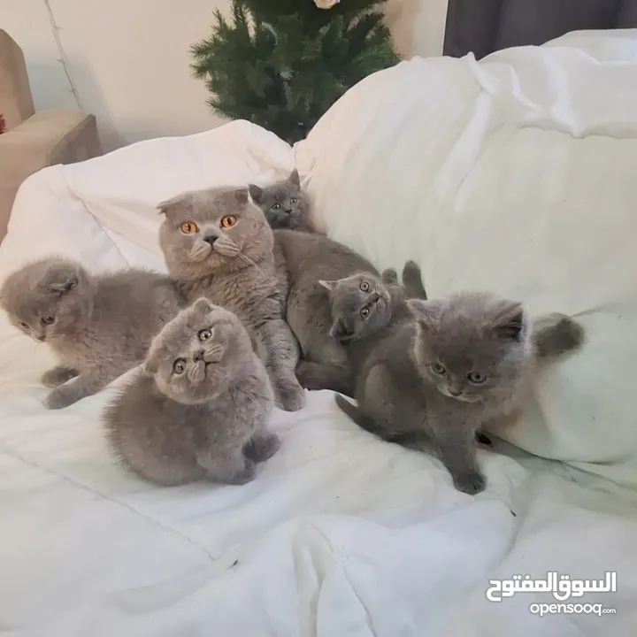 أنثى سكوتش فولد