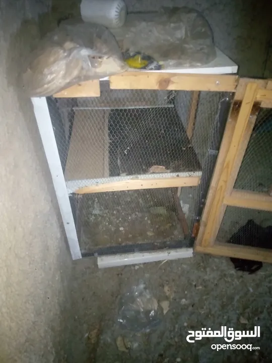 جوز حمام يمامه للبيع صحه ونضافه وشغال