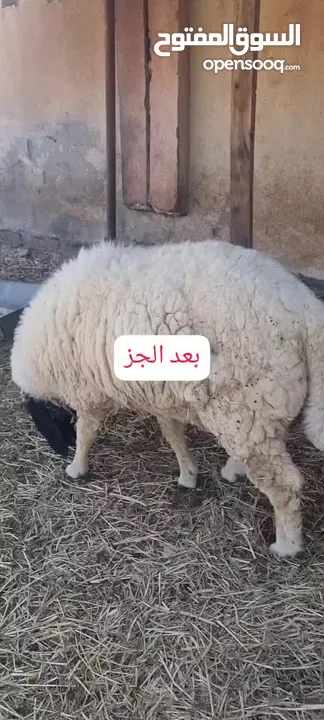 للبيع كبش كشميري