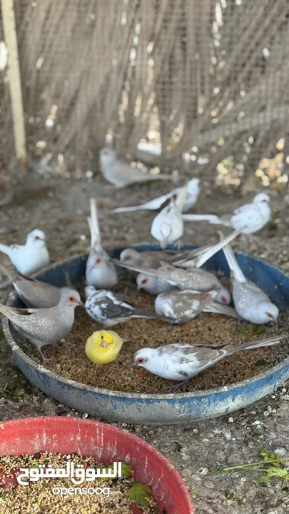 Dove bird pigeon دوف مكس للمهتمين للتربية منتج