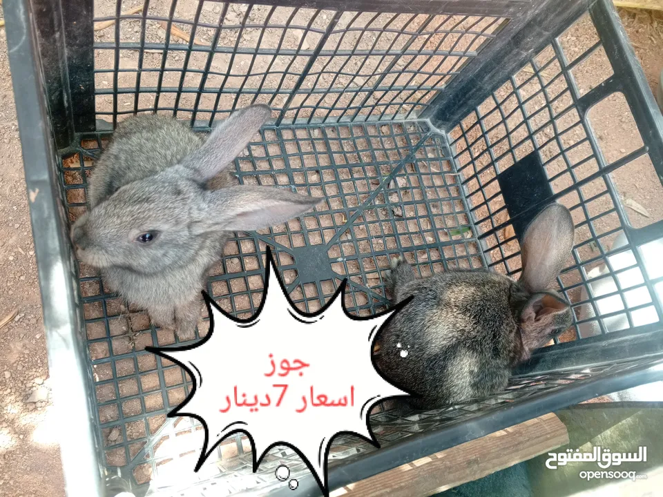 ارانب هجين