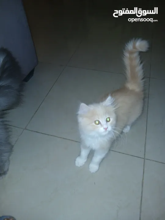 قط ذكر شنشيلا مميز عمره 65 يوم