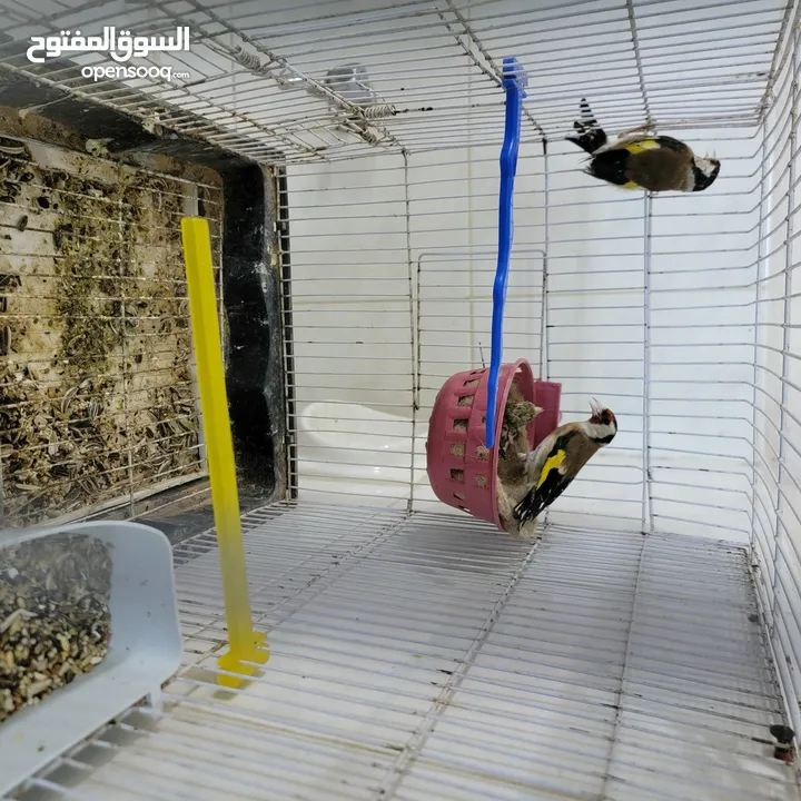 جوز حسون بلدي معهم فرخ للبيع او للبدل ع طيور