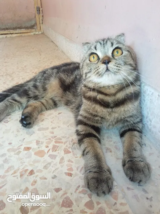 سكوتش فولد ماربل