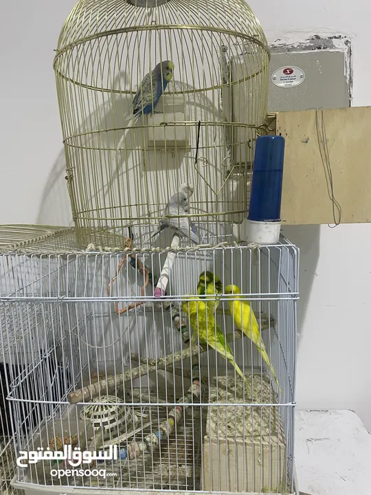 3 male and 3 females with cage