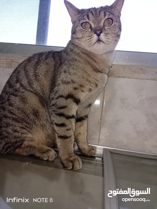 قط للتبني يحب الأطفال لعوب ولطيف