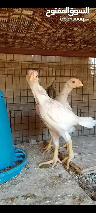 صيصان وديوك باكستاني