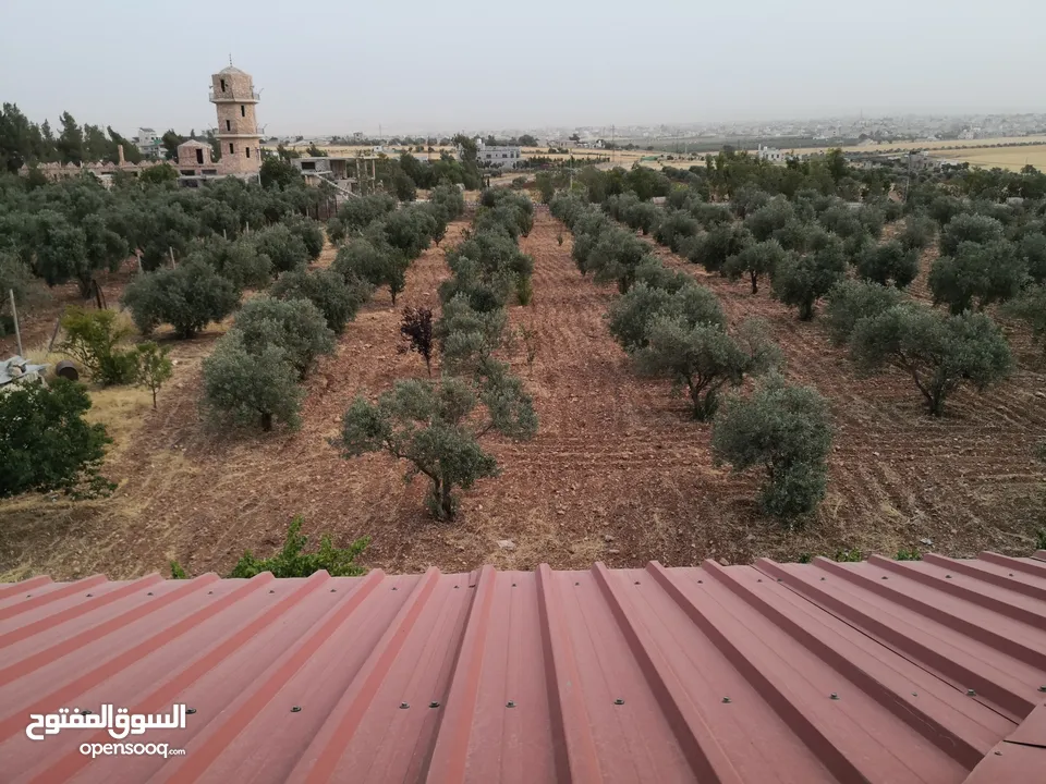 مزرعة في حوارة بجانب سرايا الشرع مساحتها 10 دونم على شارعين