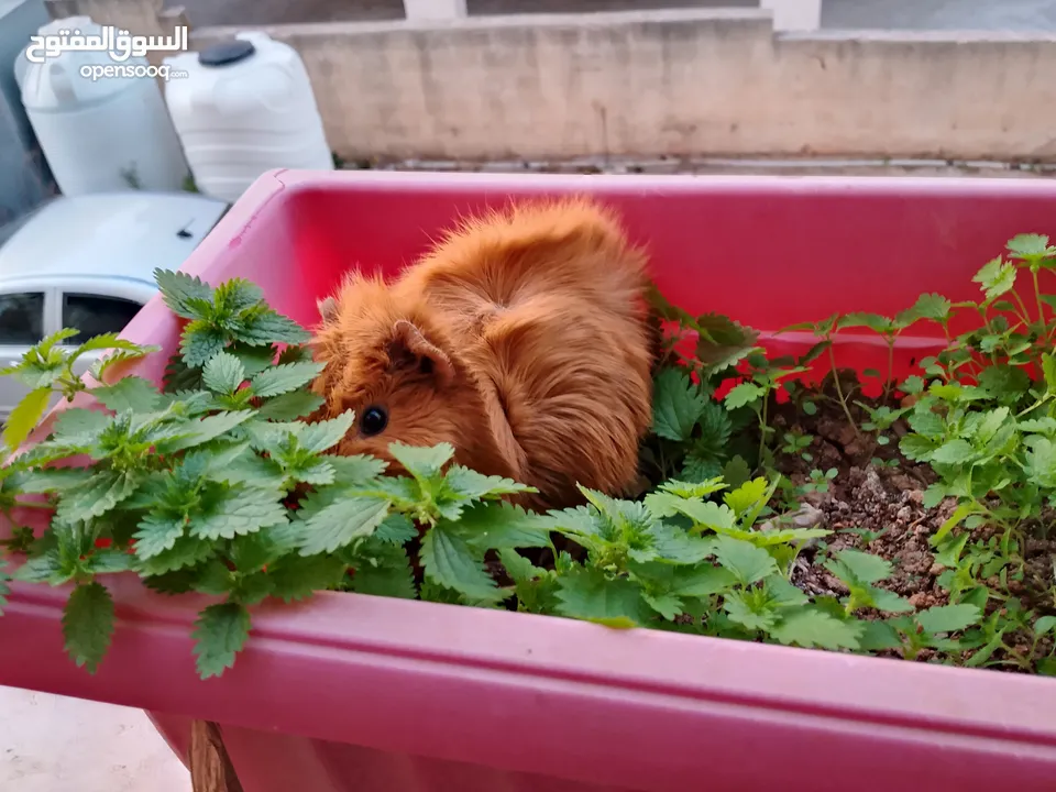 Guinea pig