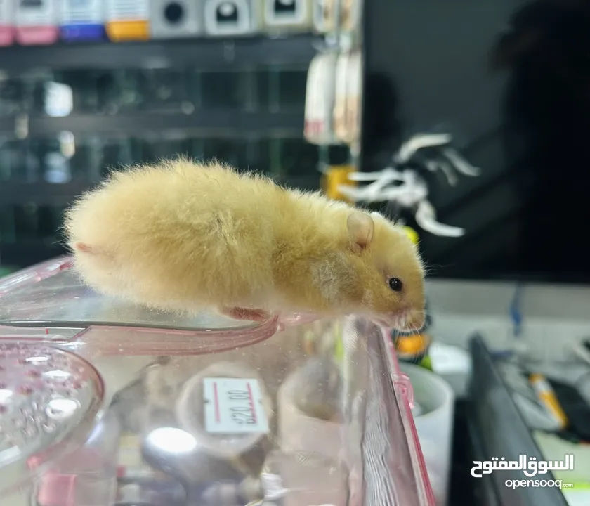 هامستر واقفاص الهامستر