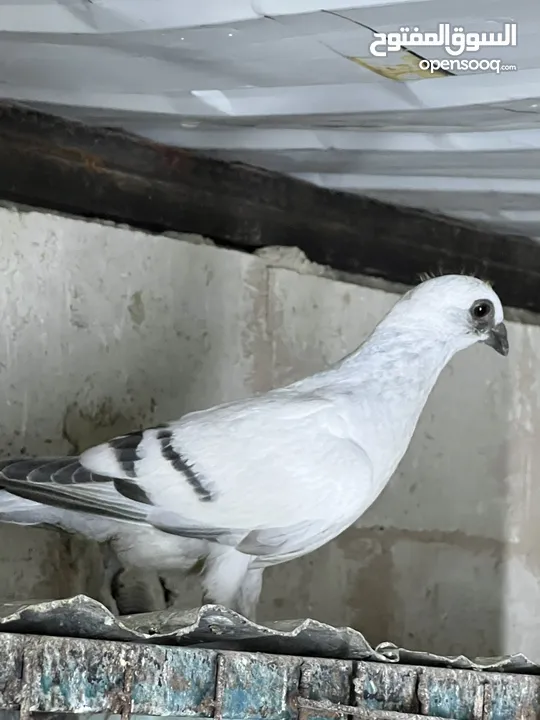 فراخ للبيع