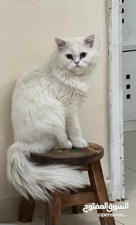 قطة شيرازي أنثى