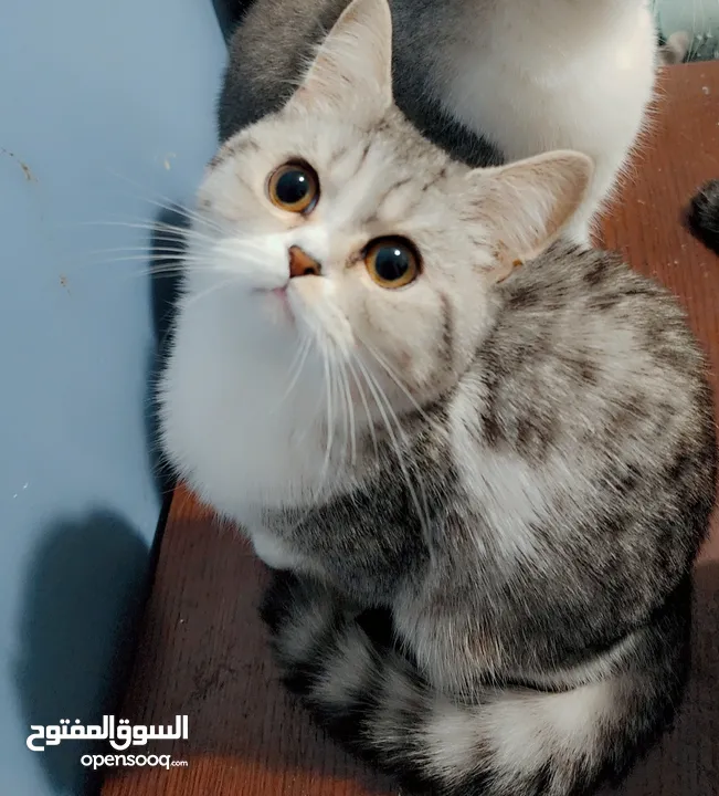 Available kittens for sale high quality breed Cats (Silver British breed & Scottish straight breed.)