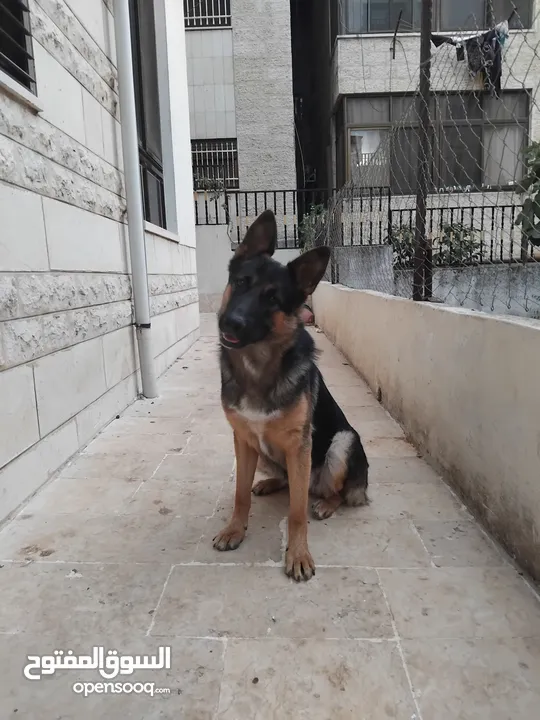 كلبة انثى جيرمن