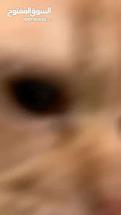 سكوتش مكس شيرازي