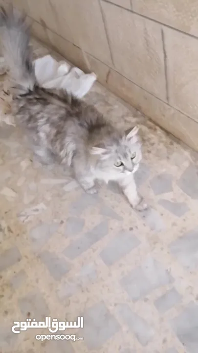 قطه جميله جدا  في الزرقاد