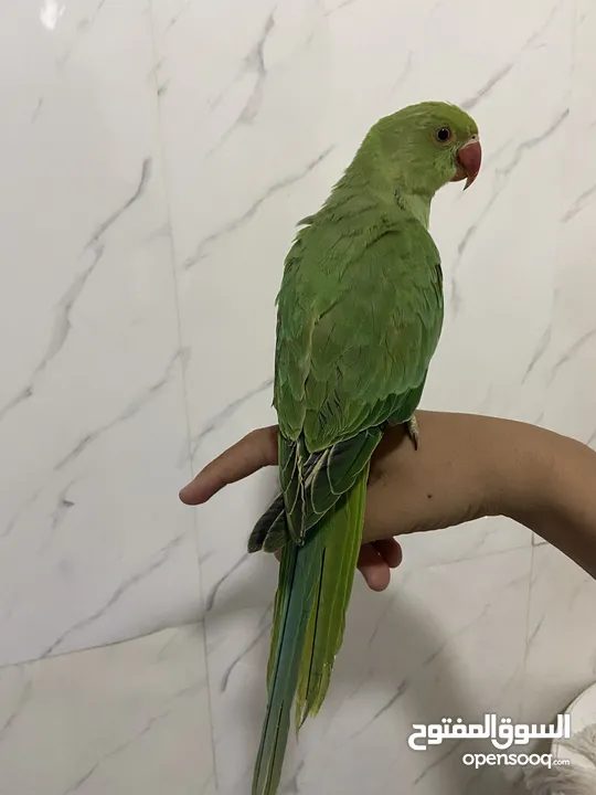 ببعاد دره اليف جدااااااااا
