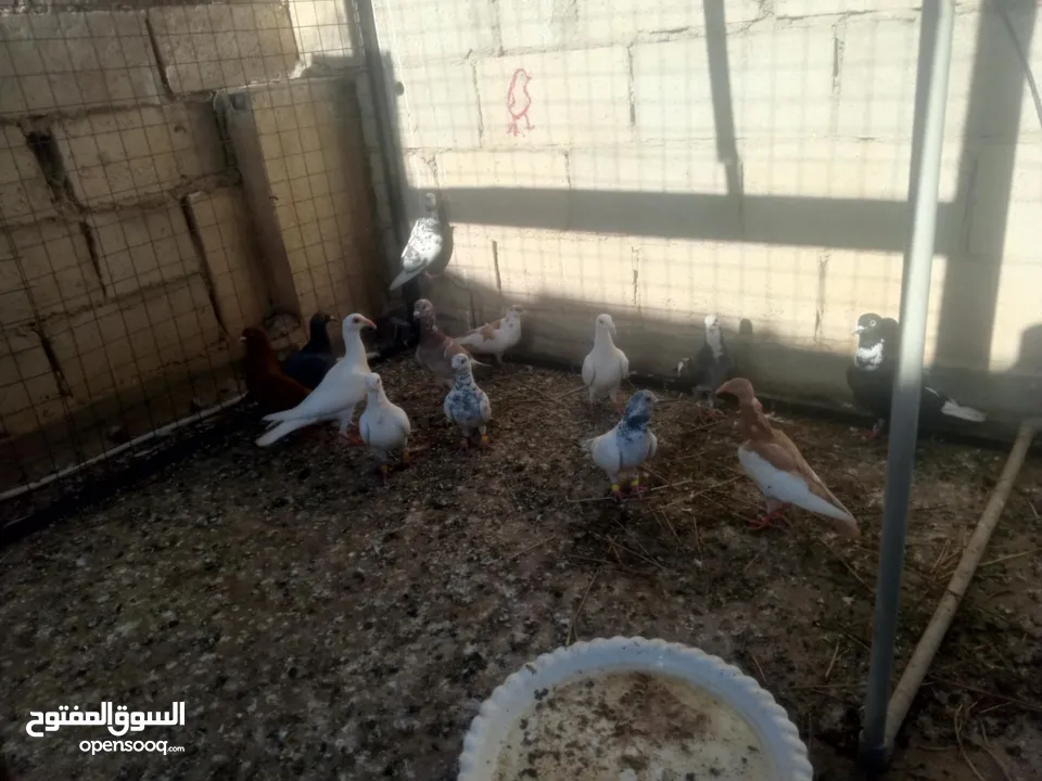 13الحبه مشكلات للبيع او للبدل على كلاب