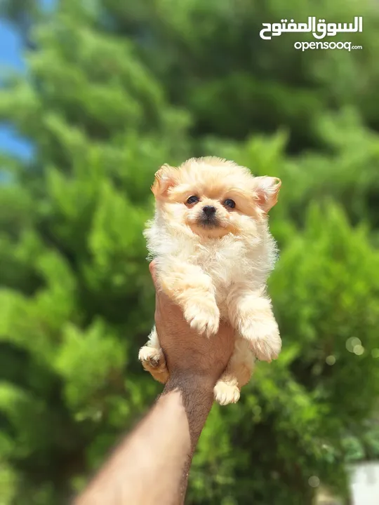 بومارينيان تيكب أصغر حجم مستوى عالي جدا pomeranian t_cup