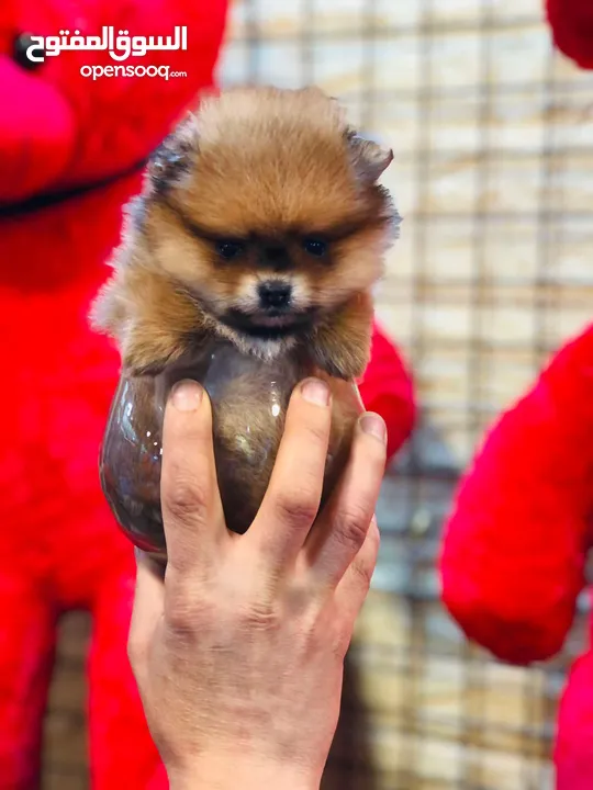 pomeranian puppy 2 months old