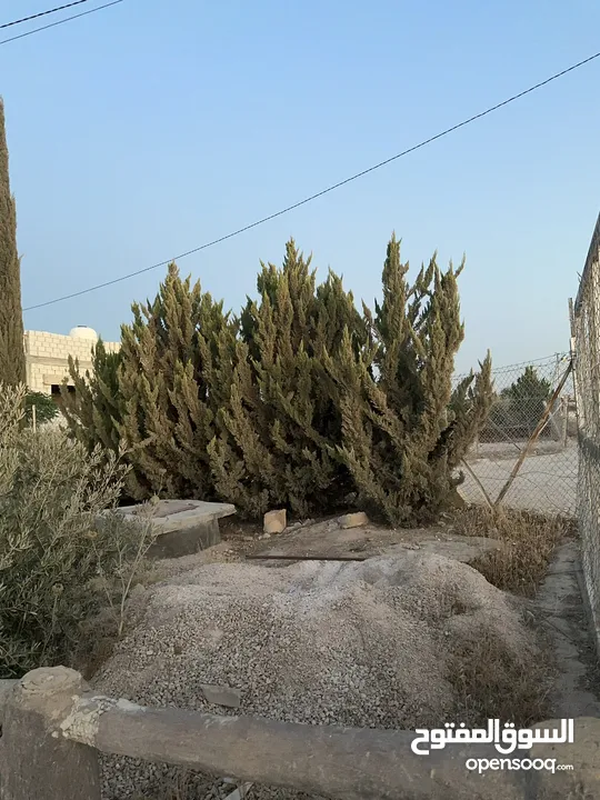 مزرعه للبيع مساحتها دلم