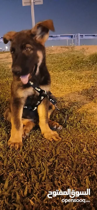German Shephard 2 month and 2 weeks old