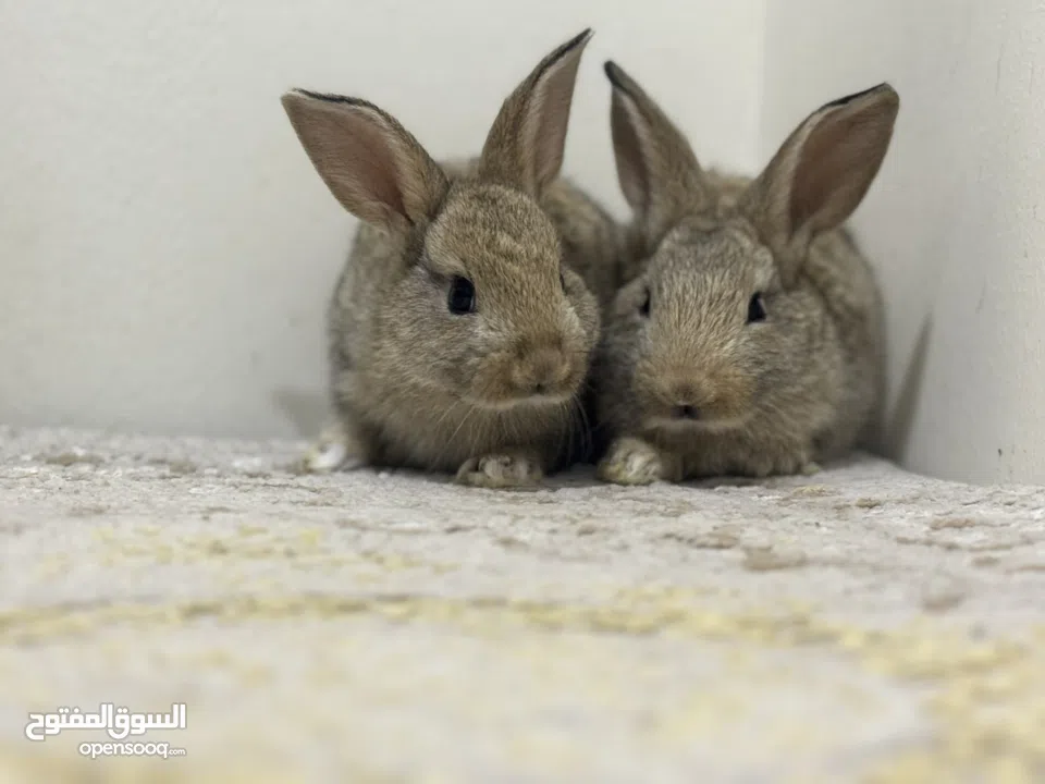 For sale all kinds of rabbits Holland loop , natherland mini , flamish gaint flander etc