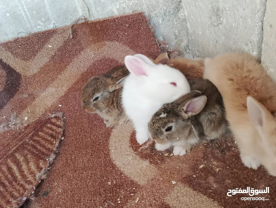 ارانب عمر شهر ونص تربيه منزل تب نظافه وبصحه جيده جدا.                                              .