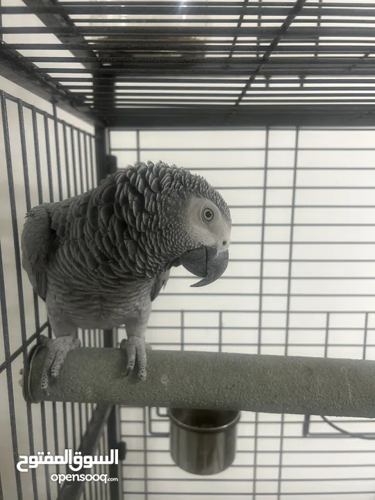 ببغاء كاسكو