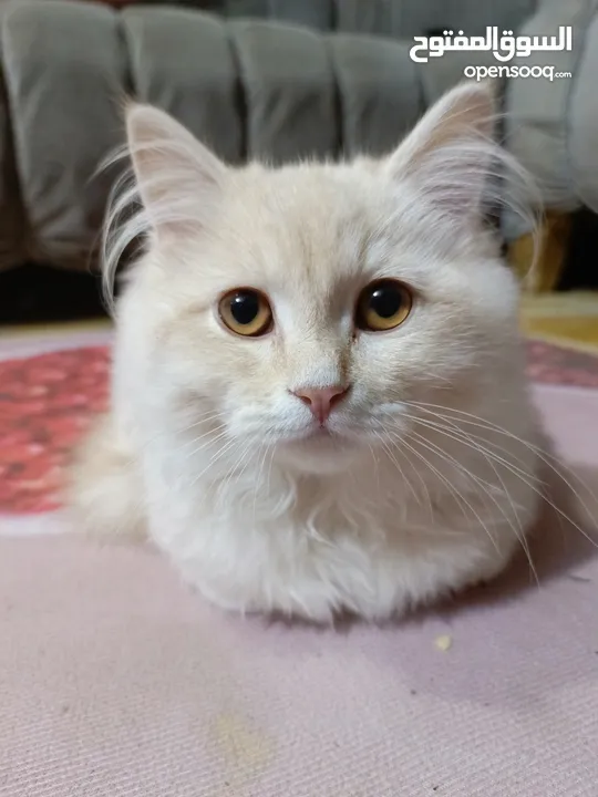 قطط شانشيلا وشيرازي