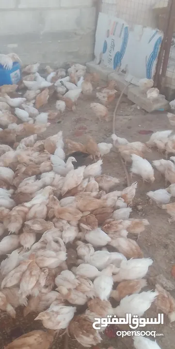 فراخ لوهمان براون العدد 300للبيع
