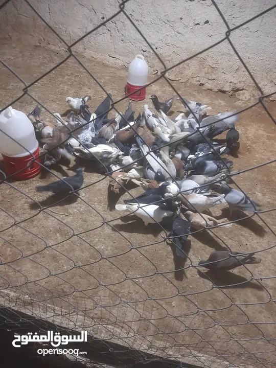 حمام للبيع انواع 30 جوز