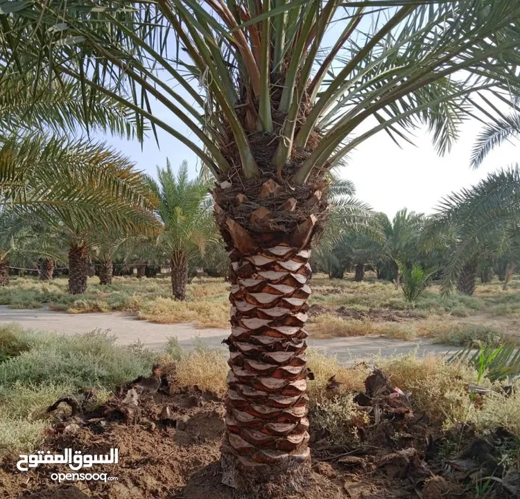 ابو حسين الاهوازي لصيانه جميع انواع النخيل و النباتات و الاشجار
