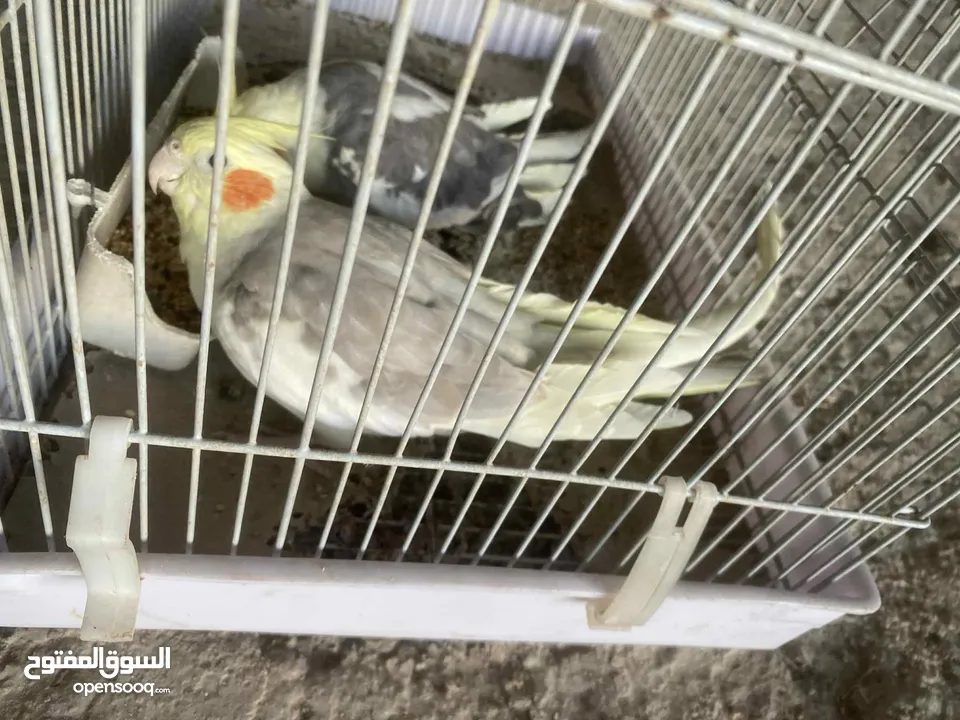 جوز كوكتيل بايد للبيع مستعجل